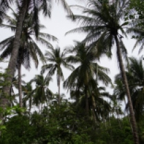 Palm tree forests