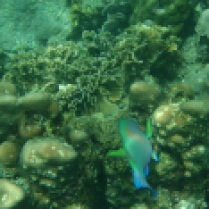 Parrot fish were my favourite