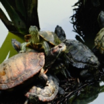 Turtle orgy